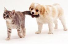 Mondtam, hogy úgyis elkaplak!