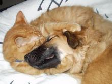 Kutya-macska barátság