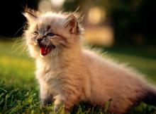 Én szóltam, hogy ne bosszants fel!