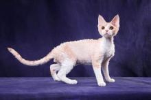 Devon Rex kölyök 2