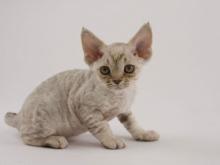 Devon Rex kölyök 3