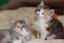 Norvég erdei kölyök 3